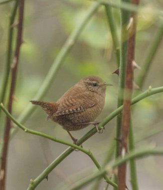 Ağaç dalına tünemiş küçük bir kuş