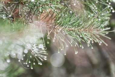 Kış boyunca ıslak çam ağacını kapat