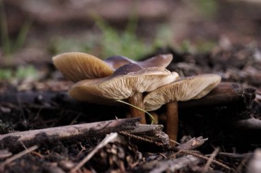 Close up of mushrooms growing on field