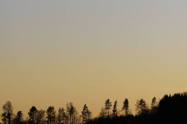 Silhouette trees against clear sky during sunset