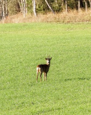 High angle view of deer standing on field