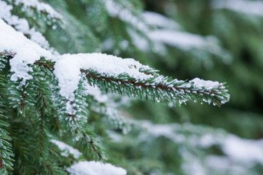 Karla Kaplanmış Çam Ağacını Kapat