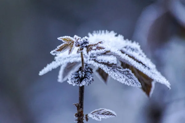 Close up of frozen plant during winter