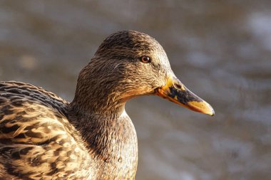 Close up of a duck against water 