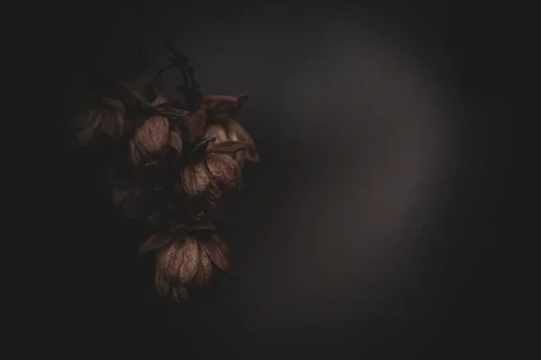 黒を背景にした野花のクローズアップ — ストック写真
