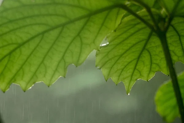 Close Raindrops Leaves — Foto Stock