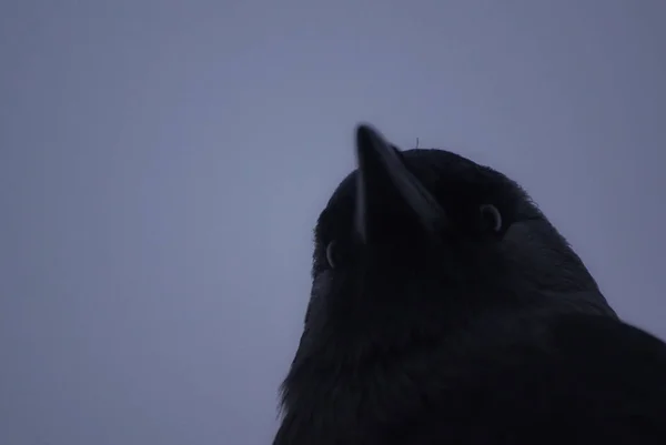 Nahaufnahme Eines Vogels Gegen Den Himmel — Stockfoto