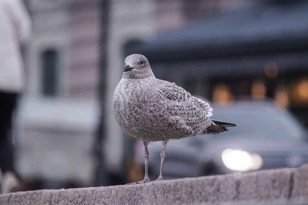 Close Bird Perching Street City — Stockfoto