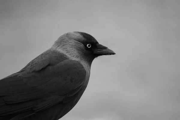 Close Bird Black White — Stok fotoğraf