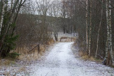 A county road amidst trees during winter