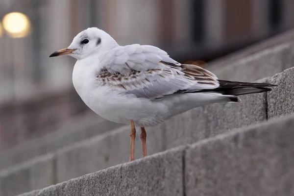 Close Seagull Perching Staircase — Stock fotografie