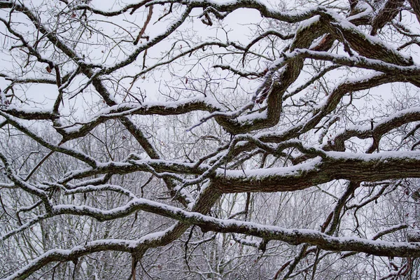 Niski Kąt Widzenia Gołego Drzewa Niebem — Zdjęcie stockowe