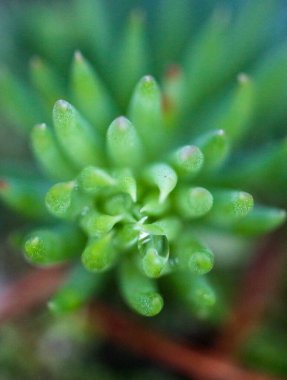 Full frame shot of a succulent plant