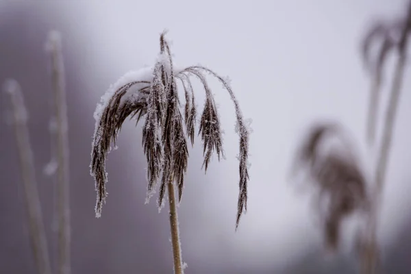 Close Plant Winter — Stockfoto