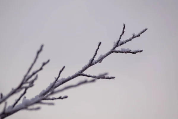 Close Frozen Branch Sky — Stock Photo, Image