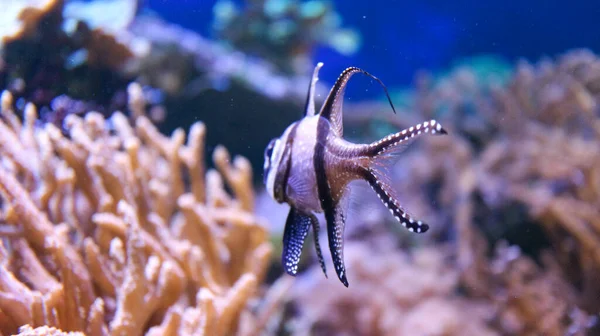 stock image Close up of a fish swimming near coral 