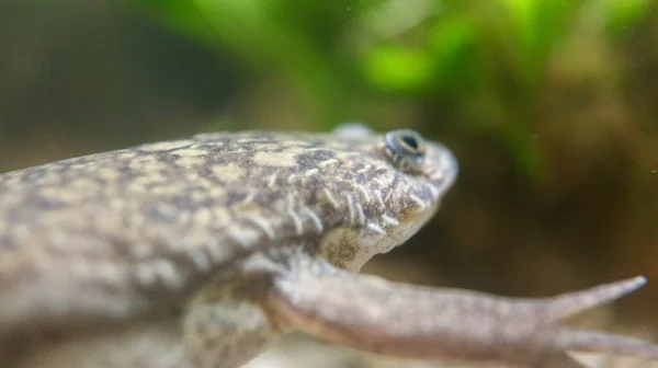 Close Salamander Water — Fotografia de Stock