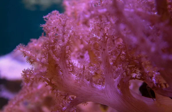 stock image Close up of pink kenya coral under water 