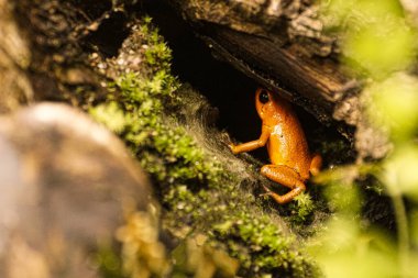 Close up of small frog on a the ground 