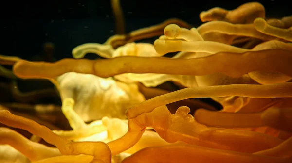 Крупный План Желтого Морского Анемона — стоковое фото