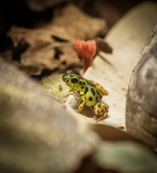 Close Small Frog Leaf — Foto Stock