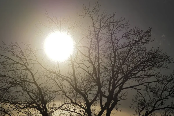 Niski Kąt Widzenia Sylwetki Gołe Drzewo Niebo — Zdjęcie stockowe