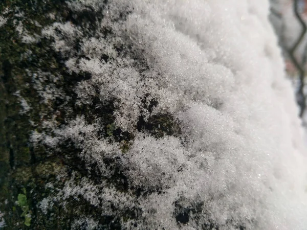 Nahaufnahme Eines Schneebedeckten Baumes — Stockfoto