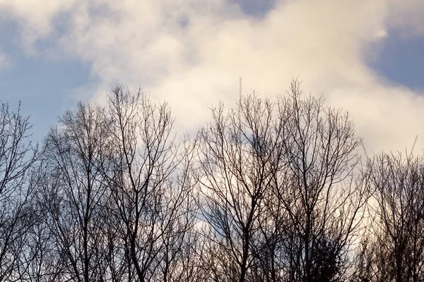 Low Angle View Bare Trees Sky — Photo