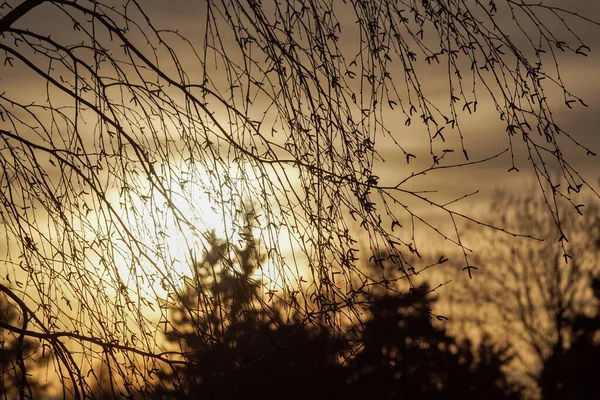 日落时轮廓植物相对于天空的低角度视图 — 图库照片