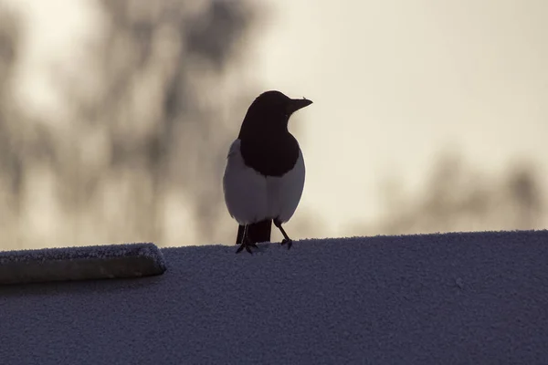 Ade Duvarına Tünemiş Kuşun Yakın Çekimi — Stok fotoğraf