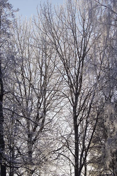 Niedriger Blickwinkel Auf Kahlen Baum Gegen Den Himmel — Stockfoto