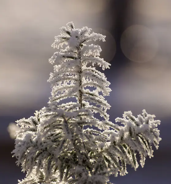Nahaufnahme Der Gefrorenen Pflanze Winter — Stockfoto
