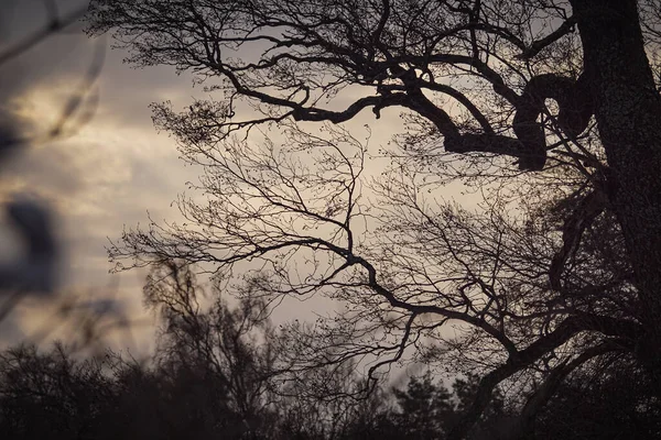 空に対するシルエットの木の低い角度の眺め — ストック写真