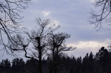 Gökyüzü karşı Silhouette ağaçlar düşük açı görünümü