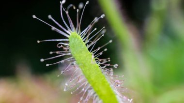 Egzotik bir bitkinin yakın çekimi. 