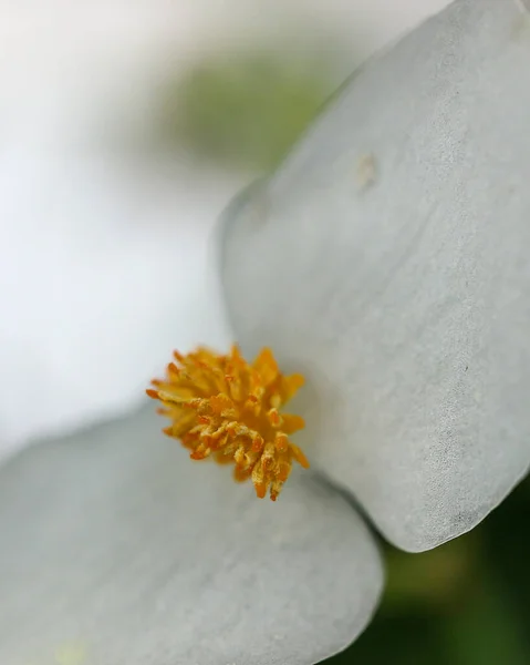 Primer Plano Una Flor Blanca — Foto de Stock