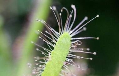 Egzotik bir bitkinin yakın çekimi. 