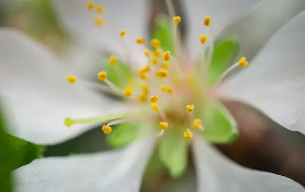 Close White Flowering Plant — Stock Photo, Image