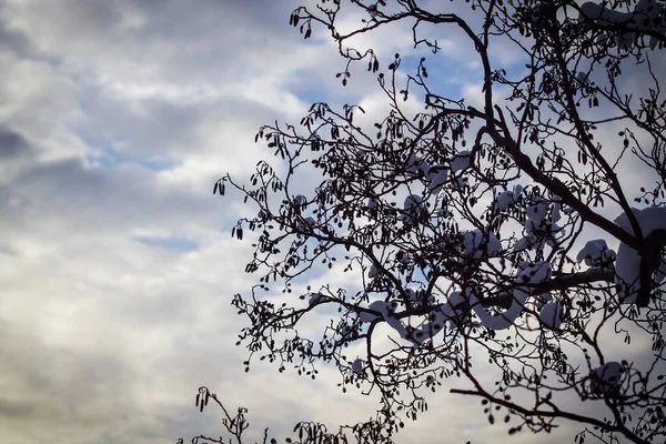 Kış Boyunca Ağacın Gökyüzüne Düşük Açılı Görünümü — Stok fotoğraf
