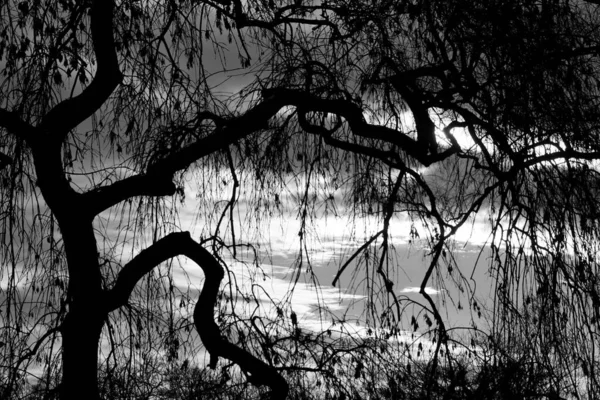 Silhouette Γυμνά Δέντρα Ενάντια Στον Ουρανό Κατά Διάρκεια Του Χειμώνα — Φωτογραφία Αρχείου