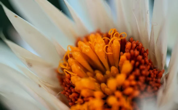 Close Uma Flor Branca — Fotografia de Stock