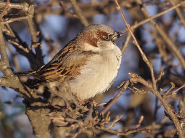 Dala tüneyen kuşa yaklaş