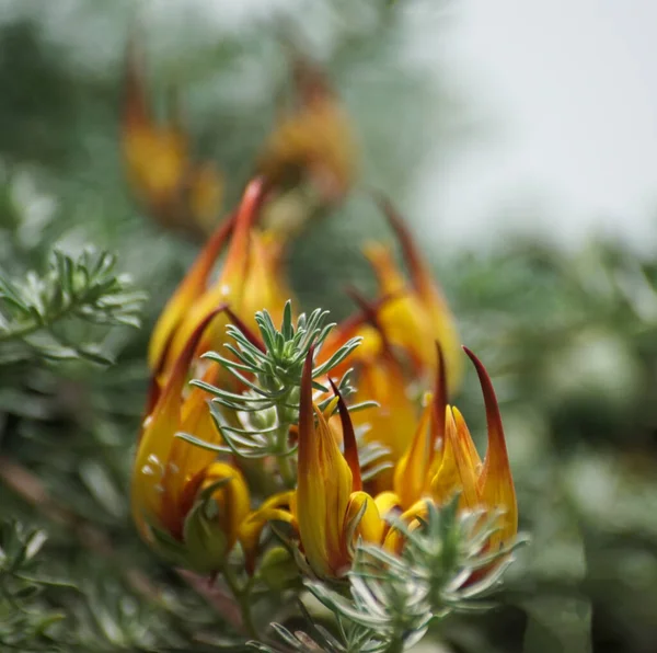 Close Orange Flowering Plant — Photo