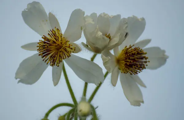 Close White Flowers Sky — Stock Photo, Image