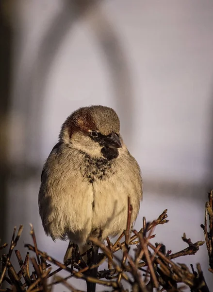 Mały Ptak Siedzący Gałęzi — Zdjęcie stockowe