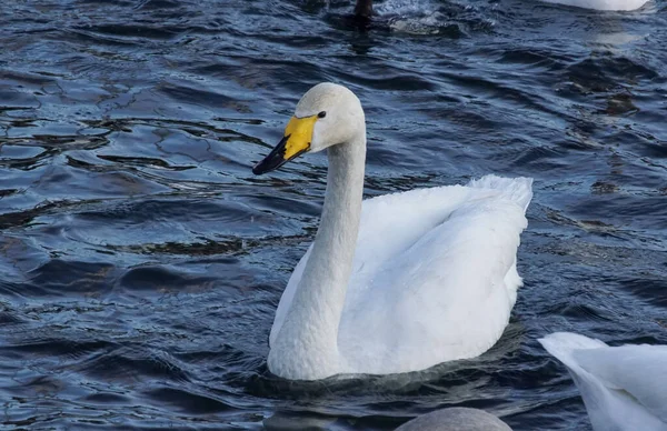 Close Swan Swimming Lake — 스톡 사진
