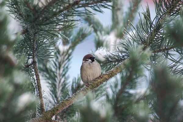Pequeno Pássaro Empoleirado Galho Árvore — Fotografia de Stock