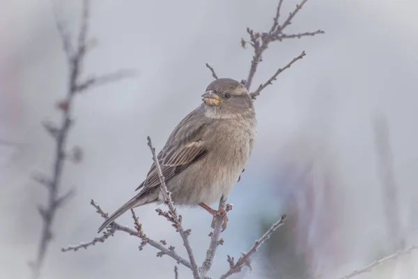 Primo Piano Dell Appollaiamento Degli Uccelli Sui Rami Durante Inverno — Foto Stock