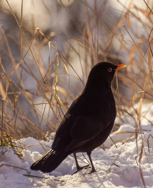 Zbliżenie Ptaków Siedzących Śniegu — Zdjęcie stockowe