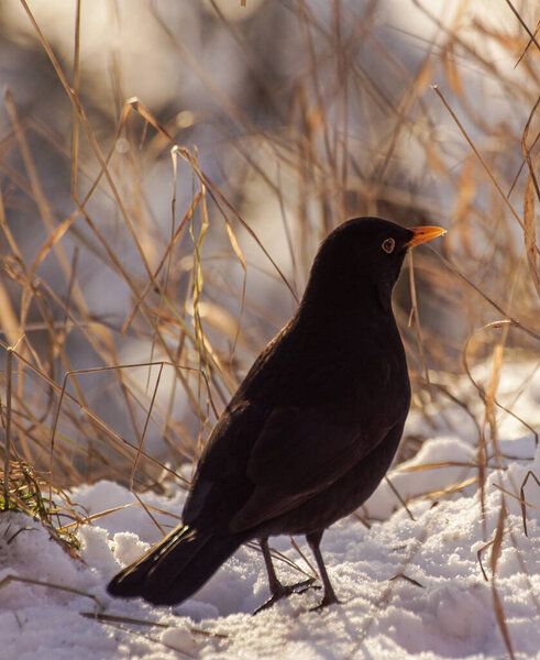 Close up of bird perching on snow